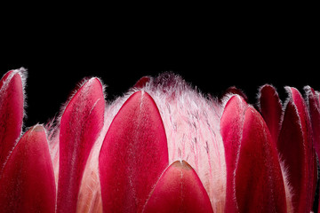 Closeup of Single Red Protea Flower on Black Background