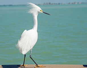 A Snowy Egret makes a pest of himself on a fishing pier.