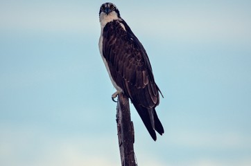 Osprey perch on wood post sign