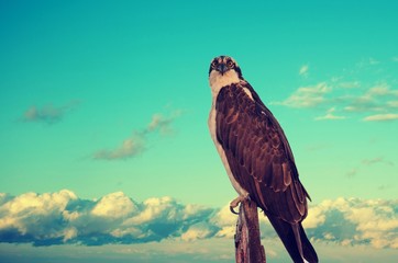 Osprey perch on wood post sign