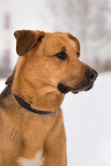 Cute mixed breed dog outside. Mongrel in the snow