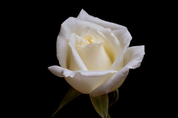 Single White Rose Flower Isolated on Black Background