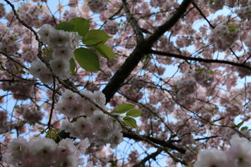 Blossom Tree #1