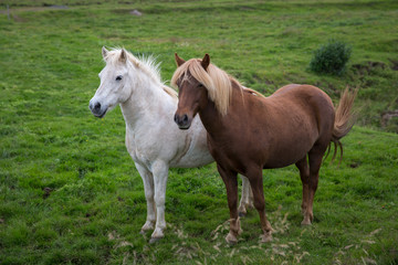 Obraz na płótnie Canvas two horses of the Icelandic breed in full growth