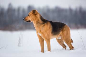 Cute mixed breed dog outside. Mongrel in the snow