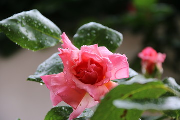 Rosewater #2