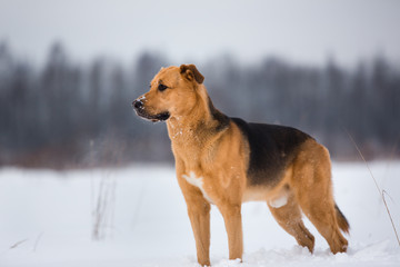 Cute mixed breed dog outside. Mongrel in the snow