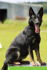 german shepherd dog