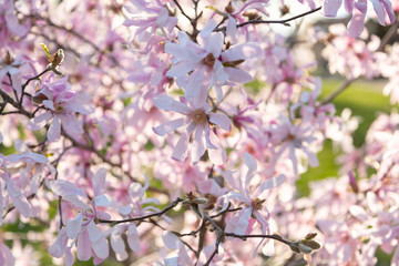 Fototapeta na wymiar Washington Cherry Blossoms