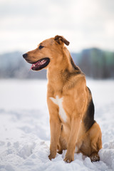 Cute mixed breed dog outside. Mongrel in the snow