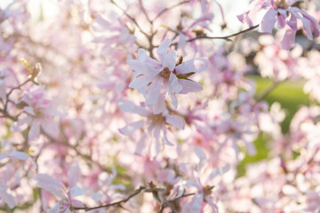 Washington Cherry Blossoms