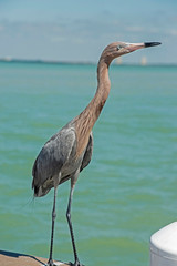 A Reddish Egret stands on a fishing pier waiting for a meal.