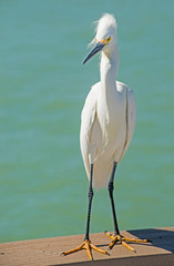 A Snowy Egret makes a nuisance of himself on a fishing pier.