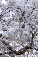 Washington Cherry Blossoms
