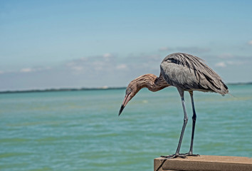 A Reddish Egret stands on a fishing pier waiting for a meal.