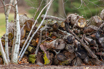 Firewood by River Birch 5341