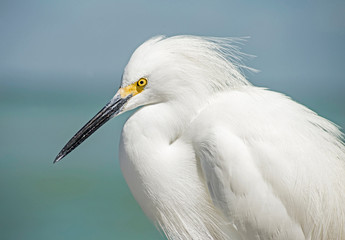 A Snowy Egret makes a nuisance of himself on a fishing pier.