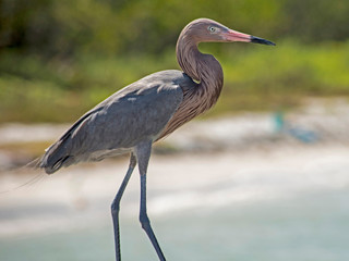 A Reddish Egret stands on a fishing pier waiting for a meal.