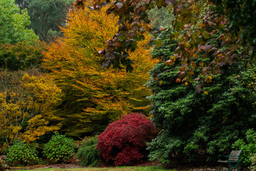 autumn leaves in forest
