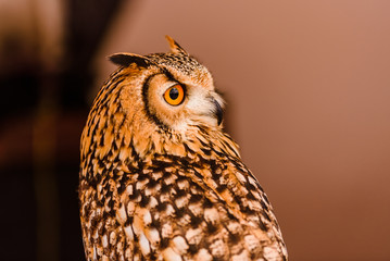 Portrait of a eagle owl, Bubo bubo, bright eyed captive at a falconry festival.Portrait of a eagle owl, Bubo bubo, bright eyed captive at a falconry festival.