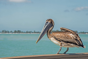 A Brown Pelican is weighted down with fish in his pouch.