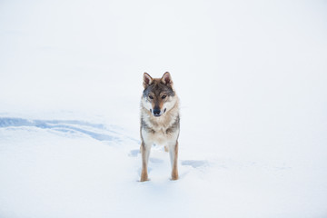 Fototapeta na wymiar Grey Wolf, Canis lupus standing in a meadow on snow
