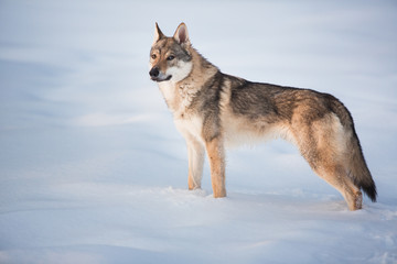 Grey Wolf, Canis lupus standing in a meadow on snow