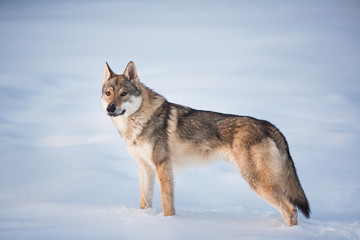 Grey Wolf, Canis lupus standing in a meadow on snow