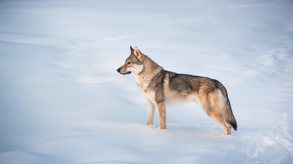 Grey Wolf, Canis lupus standing in a meadow on snow