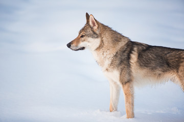 Grey Wolf, Canis lupus standing in a meadow on snow