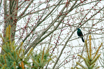 Common Grackle Bronzed 5361