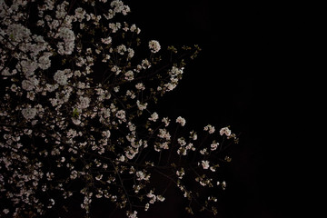 夜桜
