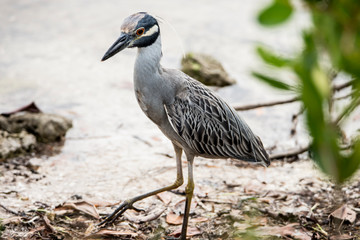 A Yellow Crowned Night Heron catching crabs on the shoreline.