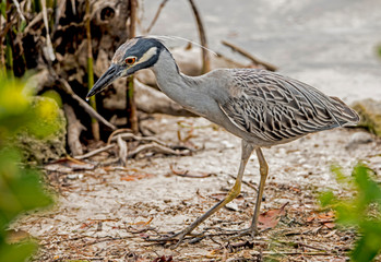 A Yellow Crowned Night Heron catching crabs on the shoreline.