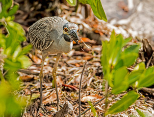 A Yellow Crowned Night Heron catching crabs on the shoreline.