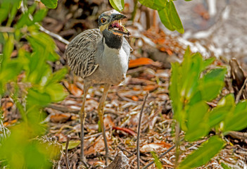 A Yellow Crowned Night Heron catching crabs on the shoreline.