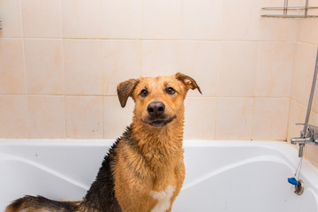 Bathing of the funny mixed breed dog. Dog taking a bubble bath. Grooming dog.
