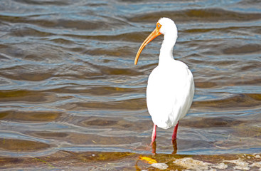 An adult White Ibis fishing in the surf.