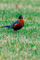 Bobbin American Robin 5390