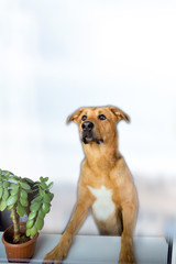 Portrait of lonely dog looking at window