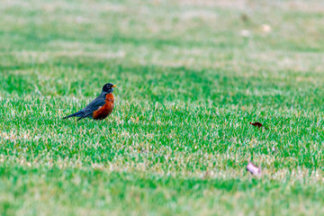 Bobbin American Robin 5382