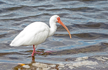 An adult White Ibis fishing in the surf.