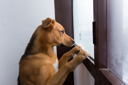 Portrait of lonely dog looking at window on balcony