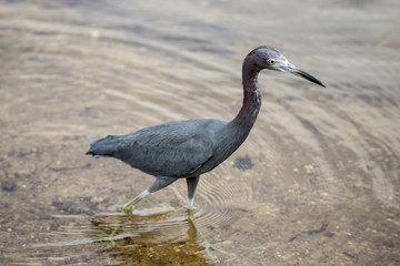 A Reddish Egret is searching for crabs on the shoreline.