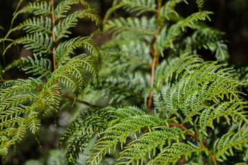 fern in the forest