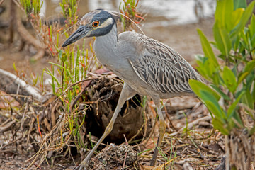 A Yellow Crowned Night Heron catching crabs on the shoreline.