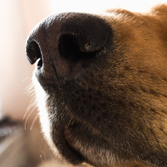 Close up portrait of a mongrel dog dog in interior