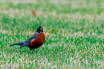 Bobbin American Robin 5392