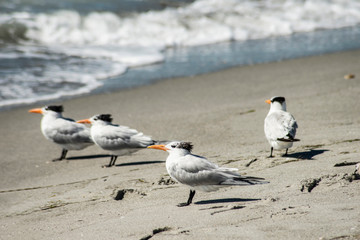 A flock of Least Terns stand in the sand near the ocean.