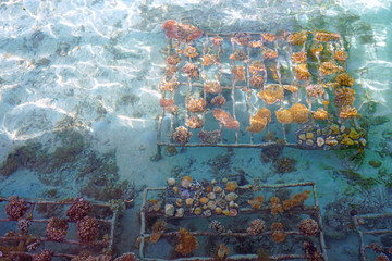 Growing a coral reef artificially on a metal cage in the Bora Bora lagoon